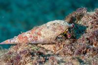 Dardanus sanguinocarpus (Bloody Hermit Crab)