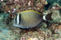 Acanthurus leucopareius (Whitebar Surgeonfish)