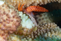 Caracanthus typicus (Hawaiian Coral Croucher)