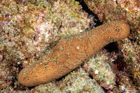 Actinopyga obesa (Plump Sea Cucumber)