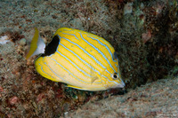 Chaetodon fremblii (Bluestripe Butterflyfish)