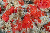 Hamigera sp.1 (Red Boring Sponge)