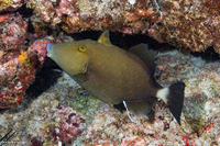 Sufflamen fraenatum (Bridled Triggerfish)