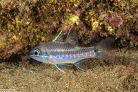 Pristiapogon taeniopterus (Bandfin Cardinalfish)