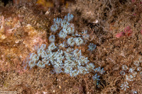 Sarcothelia edmondsoni (Blue Octocoral)