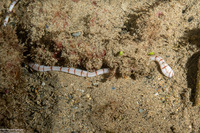 Baseodiscus cingulatus (Banded Ribbon Worm)