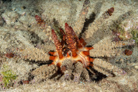 Chondrocidaris gigantea (Rough-Spined Urchin)