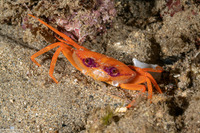 Carupa tenuipes (Violet-Eyed Swimming Crab)