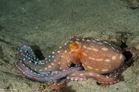 Callistoctopus ornatus (Ornate Octopus)