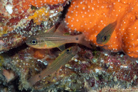 Ostorhinchus maculiferus (Hawaiian Spotted Cardinalfish)