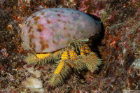 Aniculus maximus (Hairy Yellow Hermit Crab)