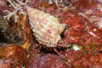 Calcinus argus (Argus Hermit Crab)