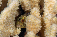 Sebastapistes coniorta (Speckled Scorpionfish)