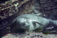 Monachus schauinslandi (Hawaiian Monk Seal)