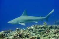 Carcharhinus plumbeus (Sandbar Shark)