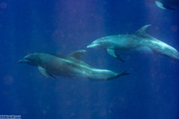 Tursiops truncatus (Bottlenose Dolphin)