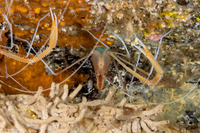 Stenopus pyrsonotus (Flameback Coral Shrimp)