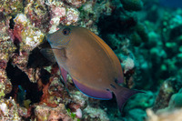 Acanthurus nigrofuscus (Brown Surgeonfish)