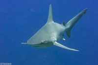 Carcharhinus plumbeus (Sandbar Shark)
