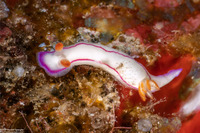 Thorunna daniellae (Danielle's Nudibranch)