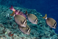 Acanthurus leucopareius (Whitebar Surgeonfish)