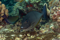 Naso hexacanthus (Sleek Unicornfish)