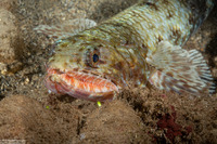 Saurida flamma (Orangemouth Lizardfish)