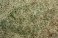 Bothus mancus (Flowery Flounder)