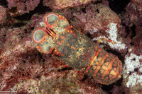Arctides regalis (Regal Slipper Lobster)