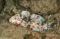 Calotomus carolinus (Stareye Parrotfish)