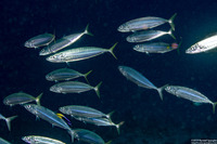 Decapterus macarellus (Mackerel Scad)