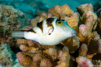 Canthigaster coronata (Crowned Toby)