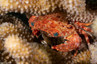 Charybdis hawaiensis (Hawaiian Swimming Crab)
