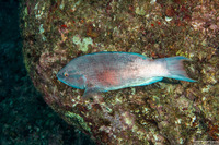 Bodianus albotaeniatus (Hawaiian Hogfish)