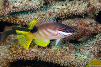 Bodianus albotaeniatus (Hawaiian Hogfish)