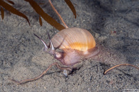 Polinices lewisii (Lewis's Moon Snail)