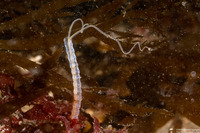 Chaetopteridae sp.1 (Jointed Tubeworm)