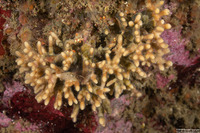 Celleporina sp.1 (Staghorn Bryozoan)