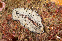 Pseudoceros montereyensis (Monterey Flatworm)