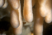 Cystodytes lobatus (Lobed Compound Tunicate)