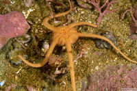 Ophioplocus esmarki (Smooth Brittle Star)