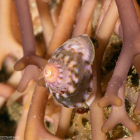 Promartynia pulligo (Brown Turban Snail)