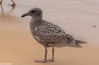 Larus glaucescens (Glaucous-Winged Gull)