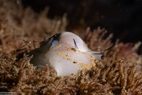 Polinices lewisii (Lewis's Moon Snail)