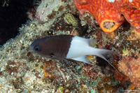 Pycnochromis iomelas (Pacific Half-and-Half Chromis)