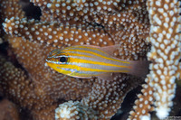 Ostorhinchus cyanosoma (Yellowstriped Cardinalfish)