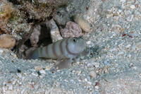 Amblyeleotris steinitzi (Steinitz' Shrimpgoby)