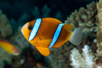 Amphyprion akindynos (Barrier Reef Anemonefish)