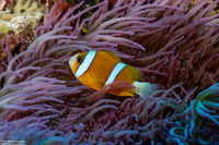 Amphiprion akindynos (Barrier Reef Anemonefish)