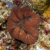 Lobophyllia radians (Lobophyllia Radians)